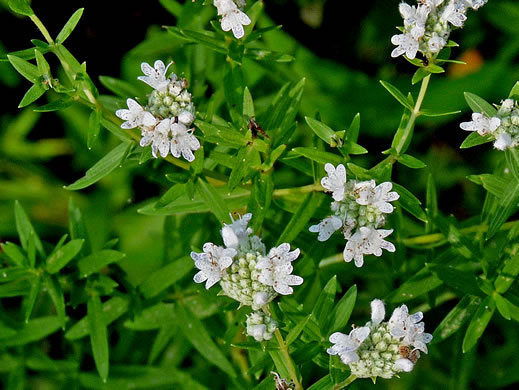 image of Pycnanthemum virginianum, Virginia Mountain-mint