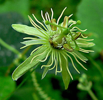 image of Passiflora lutea, Yellow Passionflower, Little Passionflower