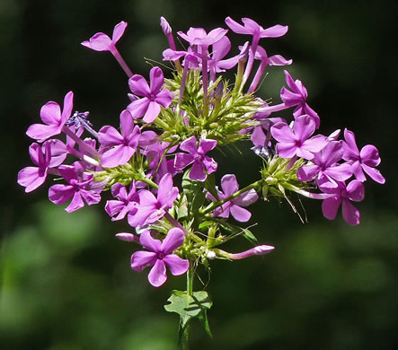 image of Phlox amplifolia, Broadleaf Phlox, Largeleaf Phlox