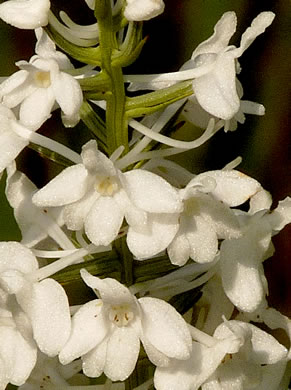 image of Platanthera nivea, Snowy Orchid, Bog-spike