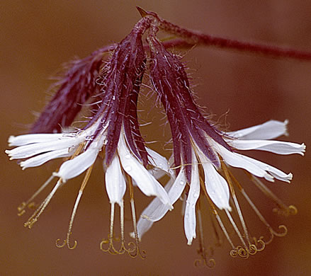 Nabalus barbatus, Barbed Rattlesnake-root, Flatwoods Rattlesnake-root, Prairie Lion’s-foot