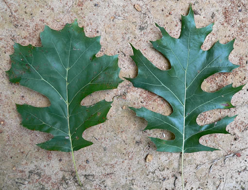 quercus shumardii acorn