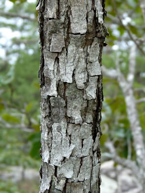 image of Quercus boyntonii, Boynton Sand Post Oak, Boynton Oak