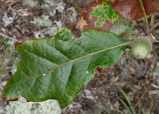 image of Quercus boyntonii, Boynton Sand Post Oak, Boynton Oak