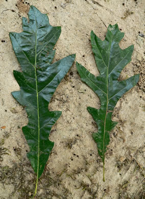 image of Quercus lyrata, Overcup Oak, Swamp White Oak