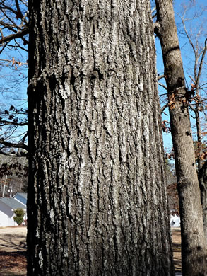 image of Quercus velutina, Black Oak