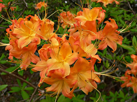 image of Rhododendron calendulaceum, Flame Azalea