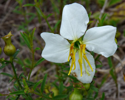 image of Rhexia mariana var. exalbida, White Meadowbeauty