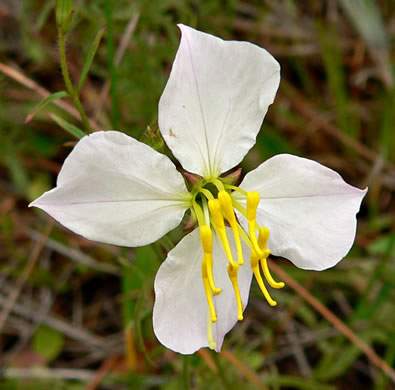 image of Rhexia mariana var. exalbida, White Meadowbeauty