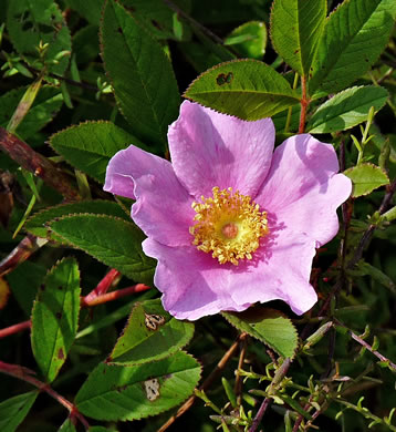 image of Rosa palustris, Swamp Rose