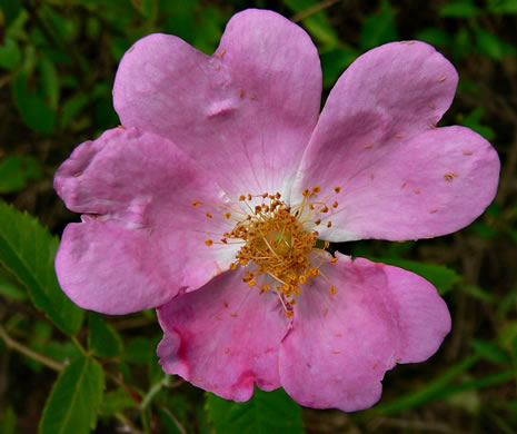 image of Rosa setigera, Climbing Prairie Rose