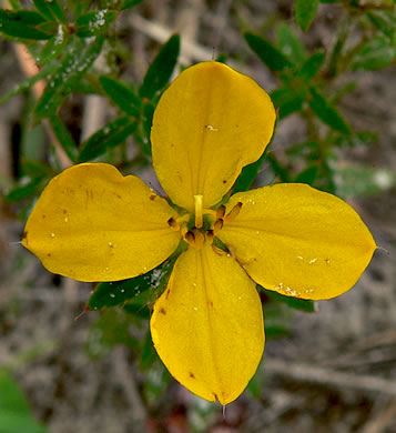 image of Rhexia lutea, Yellow Meadowbeauty, Golden Meadowbeauty