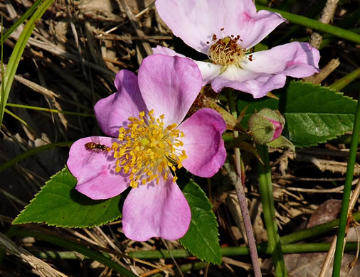 image of Rosa setigera, Climbing Prairie Rose
