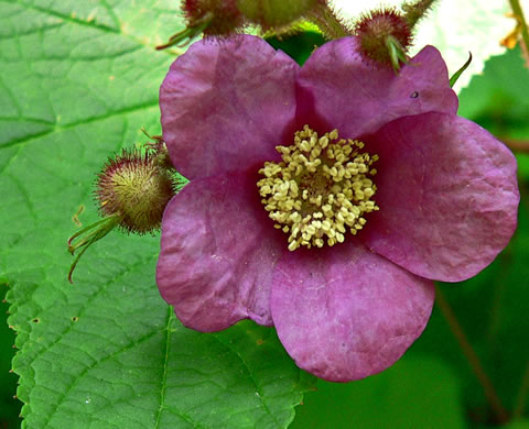 image of Rubacer odoratum, Purple-flowering Raspberry, Thimbleberry