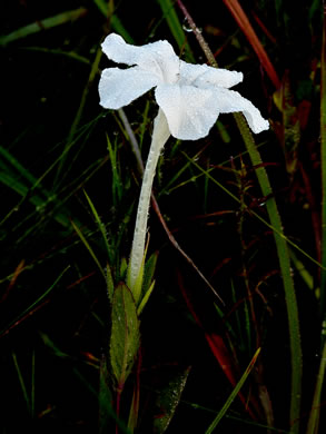 image of Ruellia noctiflora, Night-flowering Wild Petunia, Night-blooming Wild Petunia