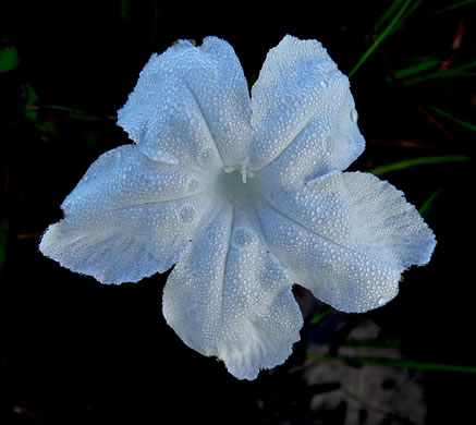 image of Ruellia noctiflora, Night-flowering Wild-petunia, Night-blooming Wild-petunia