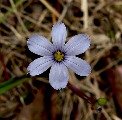 image of Sisyrinchium atlanticum, Atlantic Blue-eyed Grass, Eastern Blue-eyed Grass