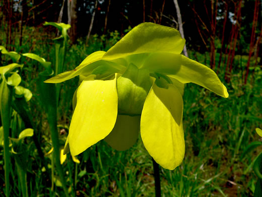 image of Sarracenia oreophila, Mountain Green Pitcherplant, Green Pitcherplant, Mountain Pitcherplant