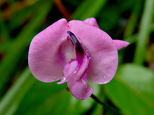 image of Strophostyles umbellata, Perennial Sand Bean, Perennial Wild Bean, Pink Wild Bean, Pink Fuzzy-Bean