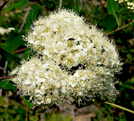 image of Spiraea virginiana, Virginia Spiraea, Appalachian Spiraea
