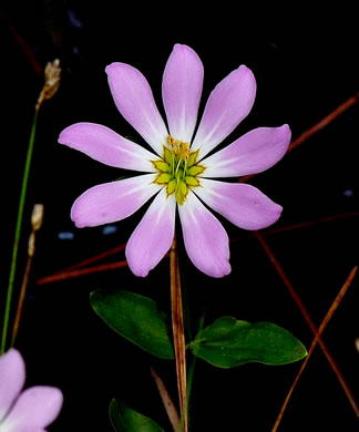 image of Sabatia foliosa, Blackwater Rose-pink, Marsh Rose-gentian