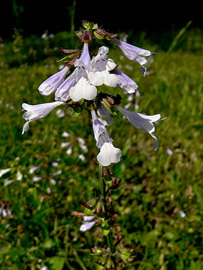 image of Salvia lyrata, Lyreleaf Sage, Cancer-weed