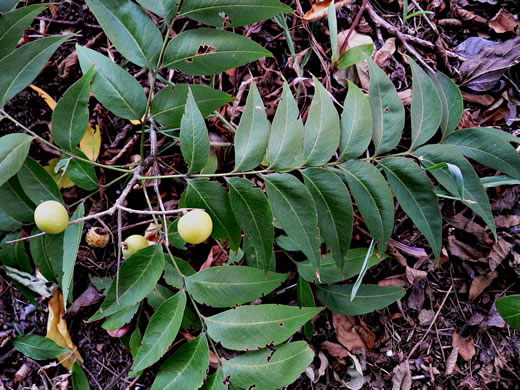 image of Sapindus saponaria var. drummondii, Western Soapberry