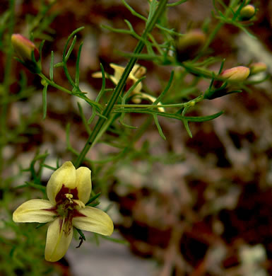 image of Seymeria cassioides, Senna Seymeria, Yaupon Black-senna