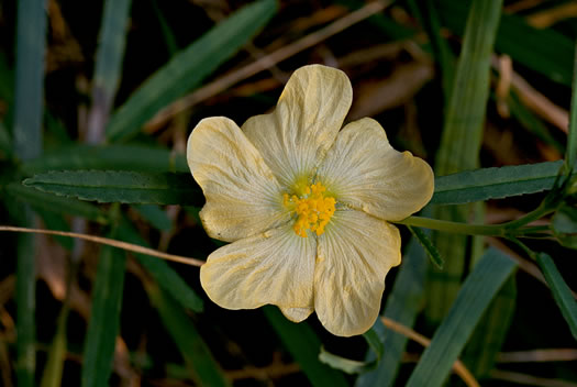 Sida elliottii var. elliottii, Coastal Plain Sida, Elliott's Fanpetals