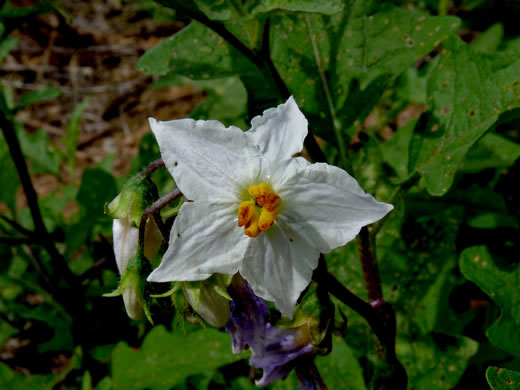 image of Solanum carolinense var. carolinense, Carolina Horsenettle, Ball-nettle