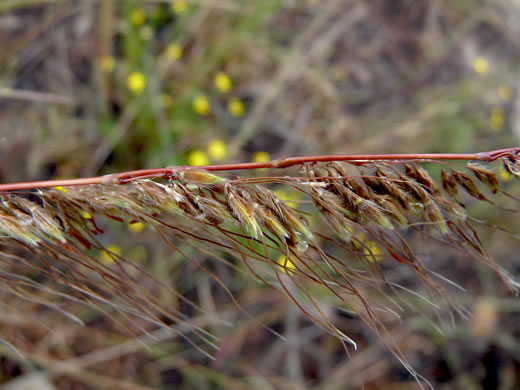 image of Sorghastrum secundum, Lopsided Indiangrass