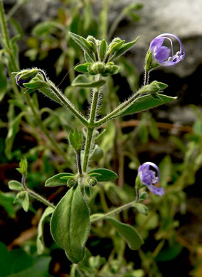 image of Trichostema dichotomum, Forked Bluecurls, Common Blue Curls