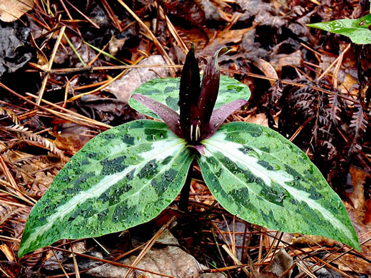 image of Trillium underwoodii, Underwood's Trillium