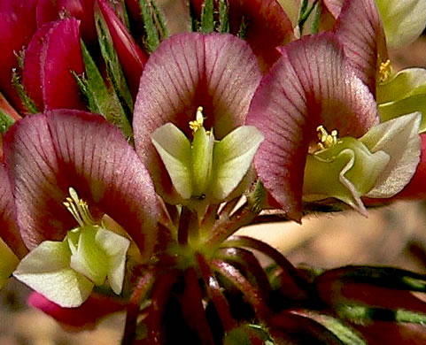 image of Trifolium reflexum, Buffalo Clover