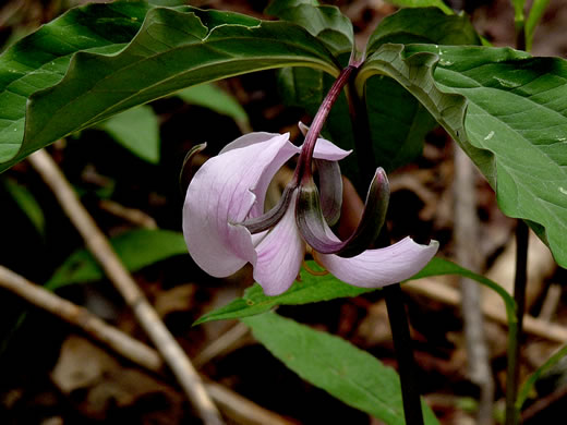 image of Trillium catesbyi, Catesby's Trillium, Rosy Wake-robin, Bashful Trillium, Rose Trillium