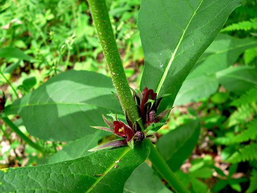 Perfoliate Horse-gentian