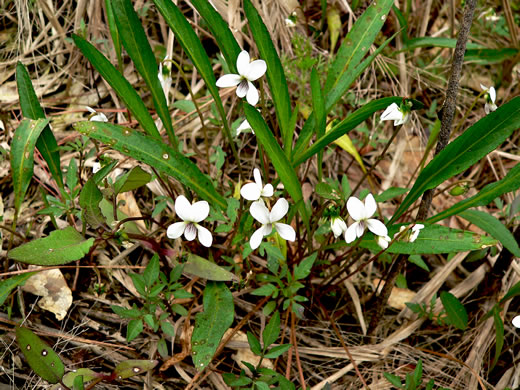 image of Viola vittata, Strapleaf Violet, White Bog Violet, Southern Water Violet