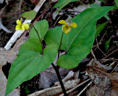 image of Viola hastata, Halberd-leaf Violet, Halberd-leaf Yellow Violet, Spearleaf Violet, Silverleaf Violet