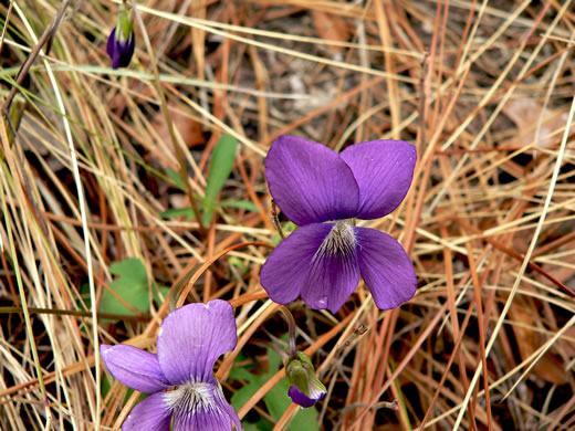 image of Viola septemloba, Southern Coastal Violet, Cleft-leaved Violet
