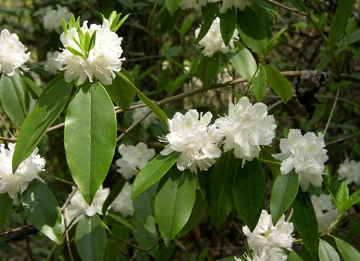 Rhododendron carolinianum, Carolina Rhododendron, Punctatum