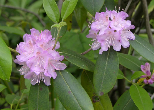 image of Rhododendron minus, Gorge Rhododendron, Punctatum, Piedmont Rhododendron