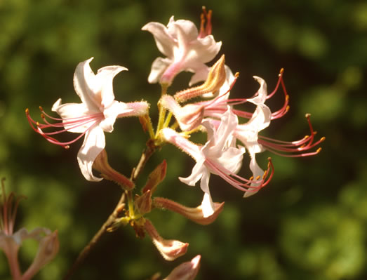 image of Rhododendron prinophyllum, Election Pink, Roseshell Azalea, Early Azalea