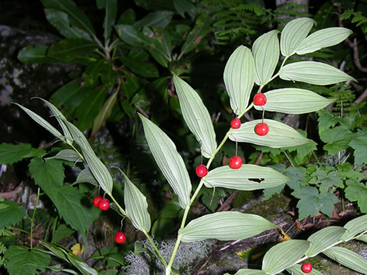 image of Streptopus lanceolatus var. lanceolatus, Rosy Twisted-stalk, Eastern Rose Mandarin, Eastern Twisted-stalk