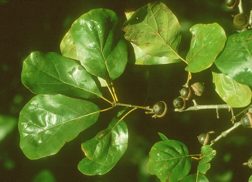 image of Quercus arkansana, Arkansas Oak