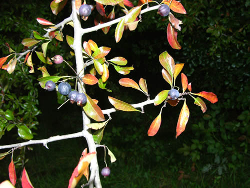 image of Crataegus brachyacantha, Blueberry Hawthorn