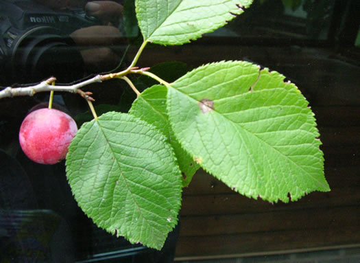 image of Prunus mexicana, Big-tree Plum, Mexican Plum