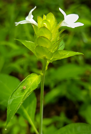 image of Yeatesia viridiflora, Yellow Bractspike