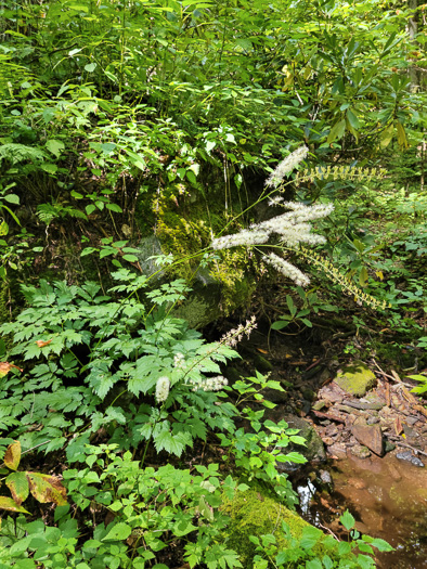 Actaea podocarpa, Mountain Black Cohosh, American Cohosh, Late Black Cohosh