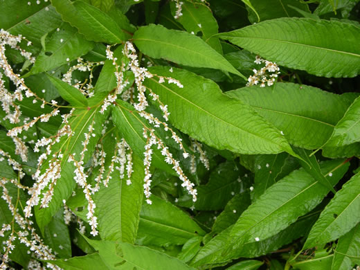 image of Persicaria wallichii var. wallichii, Himalayan Knotweed, Kashmir Plume, cultivated knotweed