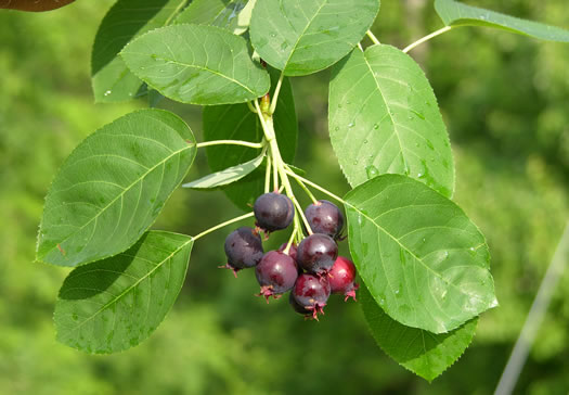 image of Amelanchier canadensis, Eastern Serviceberry, Canadian Serviceberry